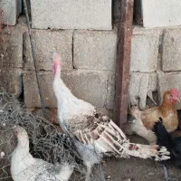 چهار عدد بوقلمون محلی|حیوانات مزرعه|بهبهان, |دیوار