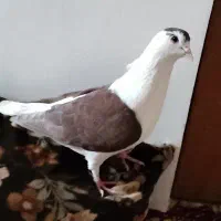 کفتر ساده سرخ نر معاوضه با ماده