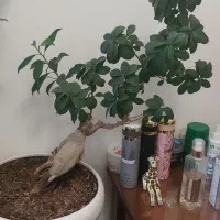 گل های لوکس