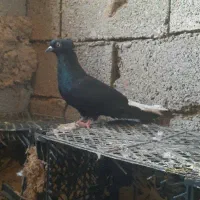 کبوتر
