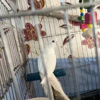 عروس هلندی|پرنده|محمدشهر, شهرک پیام (مهرالبرز)|دیوار