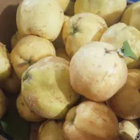 بِه کیلو۵۰|خوردنی و آشامیدنی|سی‌سخت, |دیوار