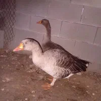 غاز ۹ماهه تخم گذار|پرنده|گتوند, |دیوار