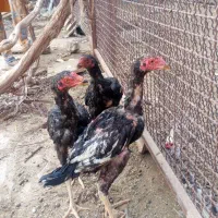 خروس اوشامو
