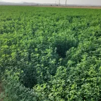 بره زیرمیشی