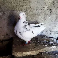 جفت کبوتر|پرنده|صومعه‌سرا, |دیوار