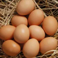 تخم مرغ محلی
