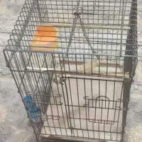 قفس عروس محکم یک عدد ارزون|لوازم جانبی حیوانات|نسیمشهر, |دیوار