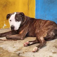 سگ پیتبول نر 8ماهه