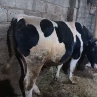 فروش گوساله نر ویژه کشتار|حیوانات مزرعه|شادیان, |دیوار