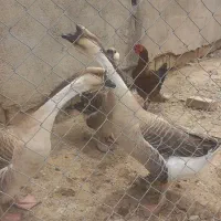 تخم بوقلمون و قو غاز نطفه دار