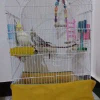 عروس هلندی یک جفت|پرنده|نسیم‌شهر, |دیوار