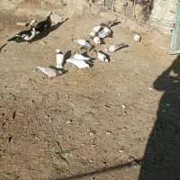 کفتر|حراج|ایرانشهر, |دیوار