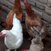 مرغ و اردک