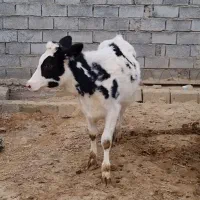 گوساله دامازدق هلشتاین