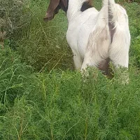 فروش پازن پاکستانی جوان ۱۰ماه