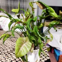 گل و گلدون|گل و گیاه طبیعی|آستارا, |دیوار