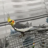 یه جفت عروس هلندی با تخم و قفس