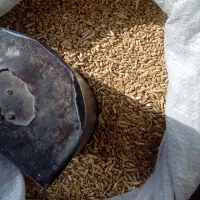 گندم|عمده‌فروشی|قوچان, |دیوار
