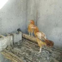 فروش مرغ و خروس|حیوانات مزرعه|فین, |دیوار