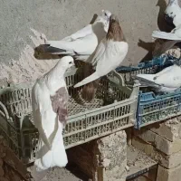 کبوتر|پرنده|رزن, |دیوار