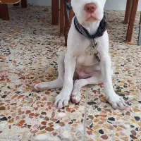 سگ پیت بول ۲ ماهه