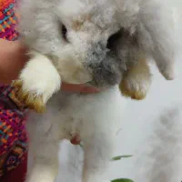 خرگوش لوپ نر|موش و خرگوش|بابل, |دیوار