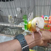 گرینچیک فول دستی تازه دون خور شدن