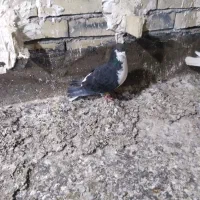 کفتر ساده سبز المانی