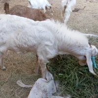 یک عدد نری اصل