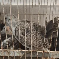 جوجه ایام . براکل و امروک