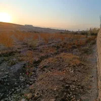 باغ شلیل سه ساله