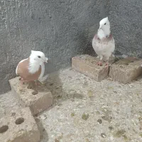 طوقی|حیوانات|تربت جام, فاز ۲ فرهنگیان|دیوار