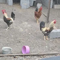 معاوضه خروس محلی با مرغ محلی تخم گذار