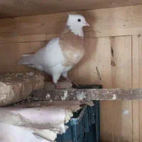 کفترطوقی نر