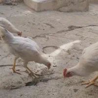 مرغ خروس|حیوانات مزرعه|سروآباد, |دیوار