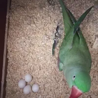 شاه طوطی مولد، ملنگو، خورشیدی، گرینچیک،