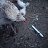 فروش سه عدد مرغ محلی وبوقلمون|حیوانات مزرعه|عطاملک, |دیوار