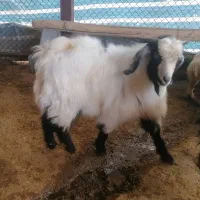 بز نر(ساورین)|حیوانات مزرعه|کرمانشاه, |دیوار