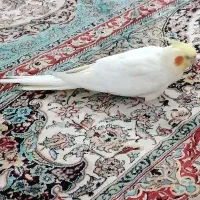 عروس هلندی سخنگو