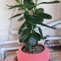 گلدان گل طبیعی