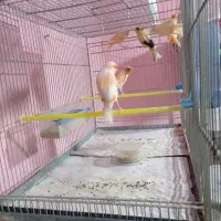 پرنده سرای شاهان|پرنده|شهرکرد, |دیوار