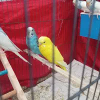 فروشی|پرنده|سیرجان, |دیوار