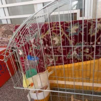 طوطی عروس هلندی