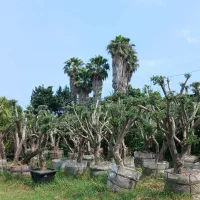 گلخانه آپارتمانی گیاه پزشک اورژانس گل گیاه