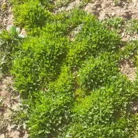 سرکارگر کشاورزی هستم