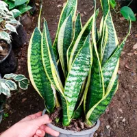 گل و گیاه|گل و گیاه طبیعی|شیرود, |دیوار