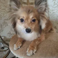 سگ پامر|سگ|گلبهار, شهر جدید گلبهار|دیوار