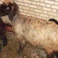 میش وبره|حیوانات مزرعه|گتوند, |دیوار