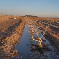 باغ پسته|فروش دفتر صنعتی، کشاورزی، تجاری|سبزوار, قصبه شرقی|دیوار